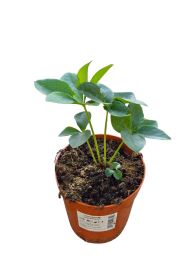 Ciemierniki (Helleborus)