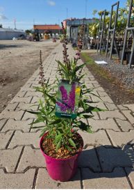 Budleja (Buddleja)