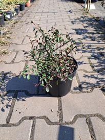 Irga (Cotoneaster)