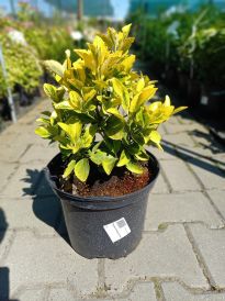 Trzmielina (Euonymus)