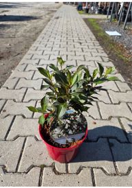Krzewuszka (Weigela)