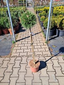 Sosna (Pinus)