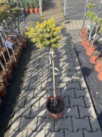 Świerk (Picea)