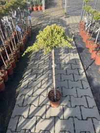 Jałowiec (Juniperus)