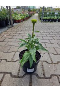 Jeżówka (Echinacea)