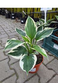 Funkia (Hosta)