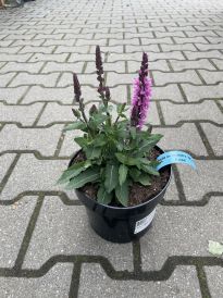 Szałwia (Salvia)