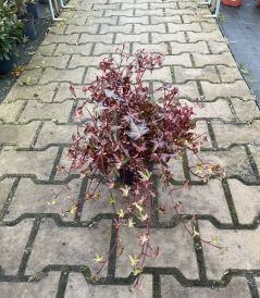 Bluszcz (Hedera)