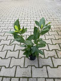 Laurowiśnia (Prunus)