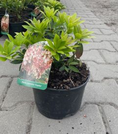 Pieris (Pieris)