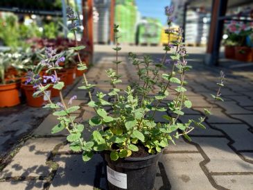 Kocimiętka (Nepeta)