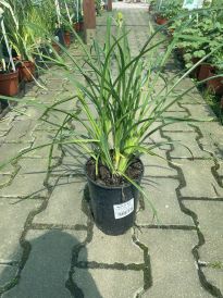 Liliowiec (Hemerocallis)