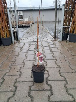 Winogrono 'Canadice' - Vitis - P9/P11