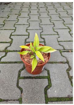 Hosta 'Sunny Halcyon' - Funkia - C1,5