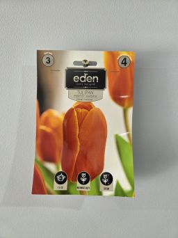 VG - TULIPAN WORLDS FAVOURITE