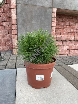 Pinus Mugo 'Varella' - Sosna Górska - C5