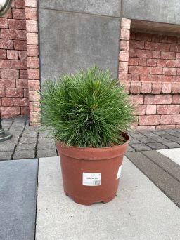 Pinus Mugo 'Varella' - Sosna Górska - C5