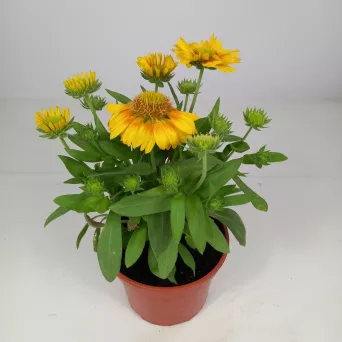 Gaillardia Aristata 'African Sunset' - Gailardia Oścista - C1,5