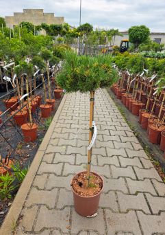 Pinus Mugo ‘Carsten Wintergold’ – Sosna Górska – Forma Pienna 80cm - C5