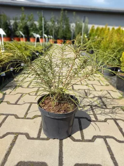 Thuja Plicata 'Whipcord' - Żywotnik Olbrzymi - C3