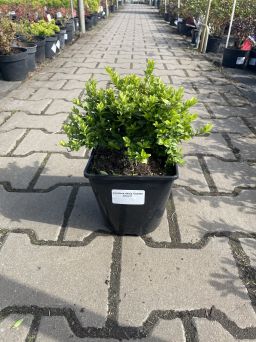 Lonicera Nitida 'Golden Glow' - Wiciokrzew Zaostrzony - C2