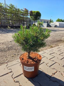 Pinus Sylvestris Bevronensis - Sosna zwyczajna C5