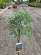 Juniperus Communis Sibirica - Jałowiec pospolity szczepiony FP90-100CM - C5 - 2