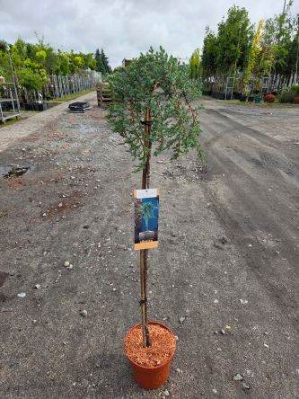 Juniperus Communis Sibirica - Jałowiec pospolity szczepiony FP90-100CM - C5