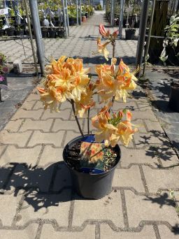Rhododendron ‘St. Lem’ – Azalia Wielkokwiatowa – C5