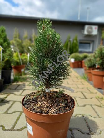 Pinus Nigra 'Green Tower' - Sosna czarna - C5