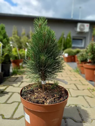 Pinus Nigra 'Green Tower' - Sosna czarna - C5