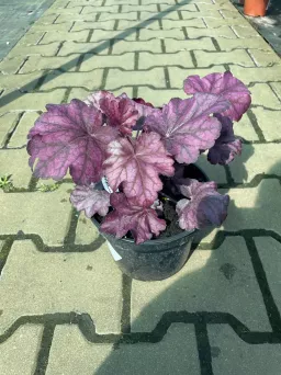 Heuchera 'Wild Rose' - Żurawka - C2