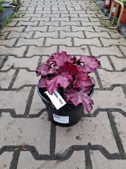 Heuchera 'Wild Rose' - Żurawka - C2
