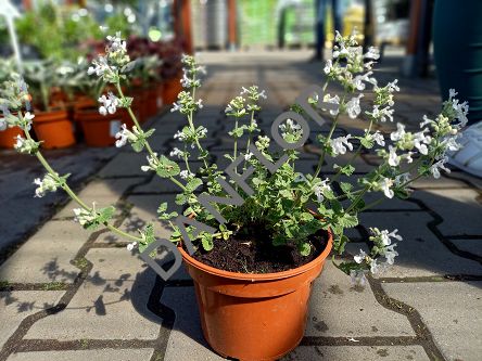 Nepeta Faassenii 'Snowflake' - Kocimiętka Faassena - C1,5