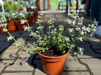 Nepeta Faassenii 'Snowflake' - Kocimiętka Faassena - C1,5