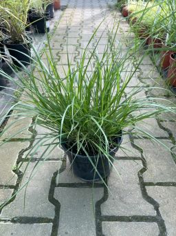 Pennisetum Alopecuroides 'Hameln' - Rozplenica Japońska - C3