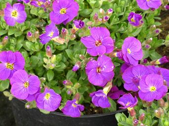 Aubrieta gracilis 'Kitte® Blue' - Żagwin drobny