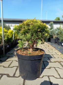 Thuja Occidentalis 'Mirjam' - Żywotnik Zachodni - C7,5