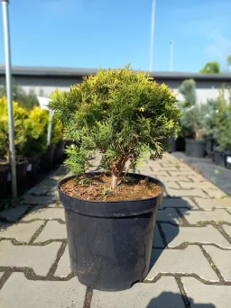 Thuja Occidentalis 'Mirjam' - Żywotnik Zachodni - C7,5