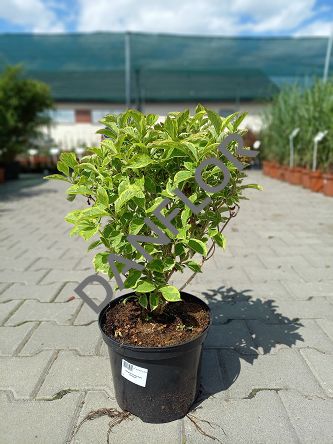 Weigela Florida 'Nana Variegata' - Krzewuszka Cudowna -  C5