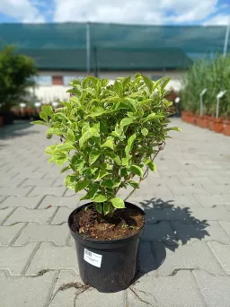 Weigela Florida 'Nana Variegata' - Krzewuszka Cudowna -  C5