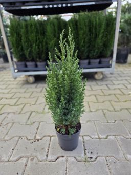 Juniperus Chinensis 'Stricta' - Jałowiec - P15