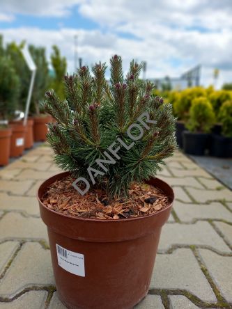 Pinus Mugo 'Benjamin' - Sosna Górska - C5