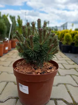 Pinus Mugo 'Benjamin' - Sosna Górska - C5