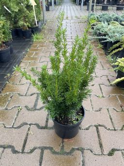 Taxus x media 'Densiformis' - Cis Pospolity - C3