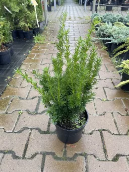 Taxus x media 'Densiformis' - Cis Pospolity - C3