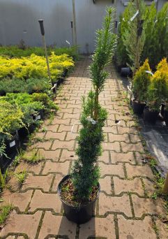 Taxus Baccata ‘Fastigiata’ – Cis Pospolity – C5