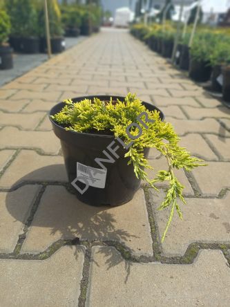 Juniperus Horizontalis 'Golden Carpet' - Jałowiec Płożący - C3