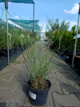 Miscanthus Sinensis - 'Gracilimus' - Miskant Chiński - C3