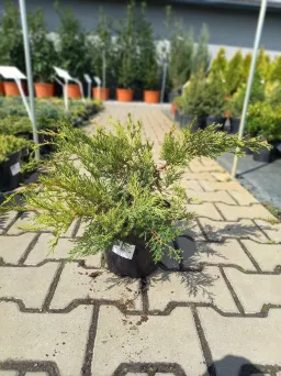 Juniperus Pfizeriana 'Mint Julep' - Jałowiec Pfitzera - C3